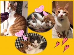譲渡された猫たち4