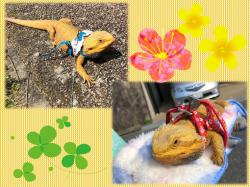譲渡された動物たち（犬猫以外）1