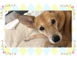 譲渡された犬たち11