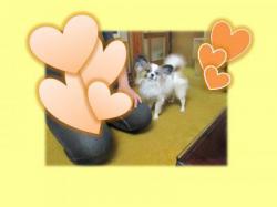 譲渡された犬たち9