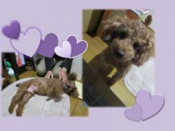 譲渡された犬たち6