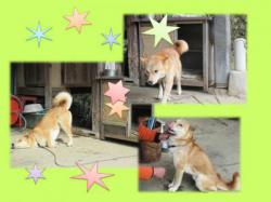 譲渡された犬たち2