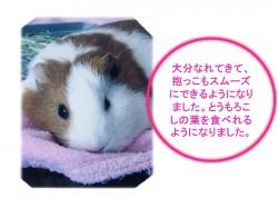 譲渡された動物たち（犬猫以外）3