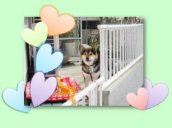 譲渡された犬たち4