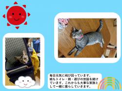 譲渡された猫たち19