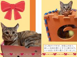 譲渡された猫たち21