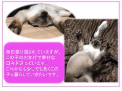 譲渡された猫たち13