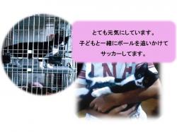 譲渡された猫たち14