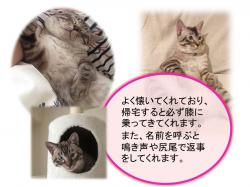 譲渡された猫たち15