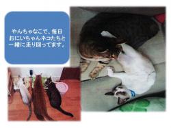 譲渡された猫たち10
