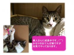 譲渡された猫たち11