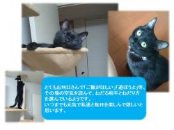 譲渡された猫たち12