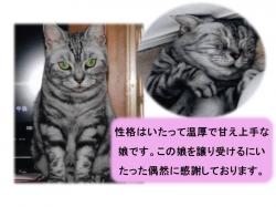 譲渡された猫たち7