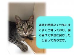 譲渡された猫たち8