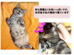 譲渡された猫たち9