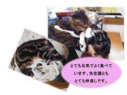 譲渡された猫たち6