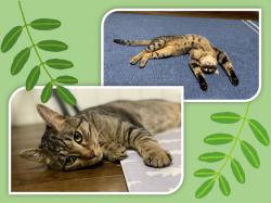 譲渡された猫たち20