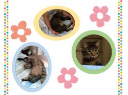 譲渡された猫たち22