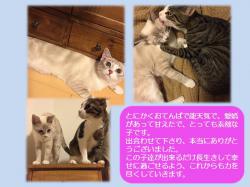 譲渡された猫たち16