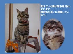 譲渡された猫たち17