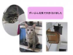 譲渡された猫たち18