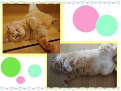 譲渡された猫たち24