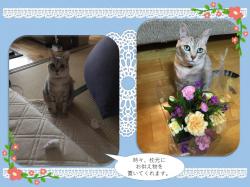 譲渡された猫たち25