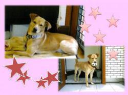 譲渡された犬たち7