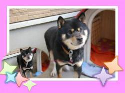 譲渡された犬たち3