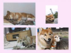 譲渡された犬たち10