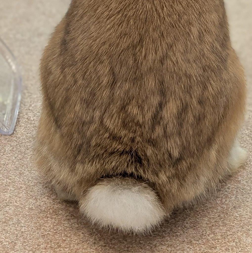 チョコアイコン