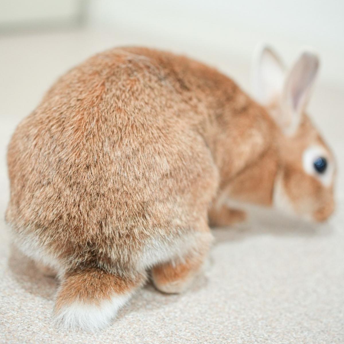 うさぎの画像1