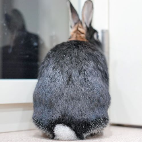34451