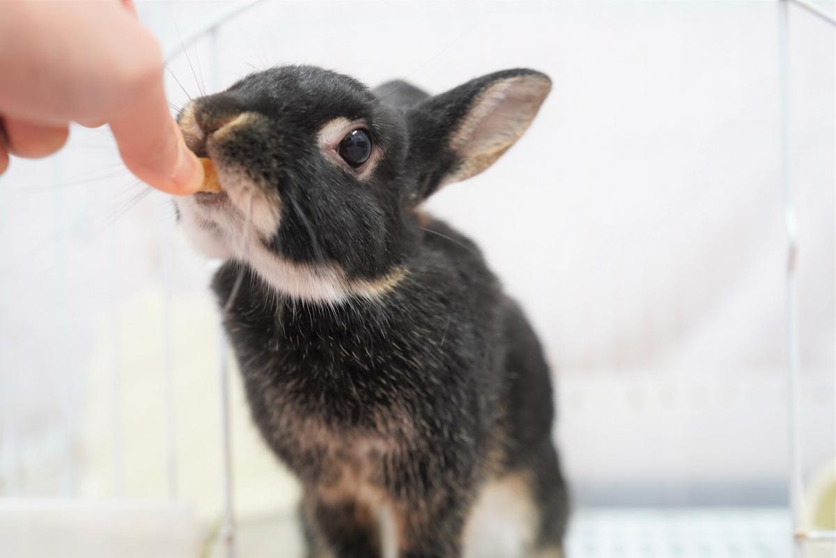 うさぎの画像2