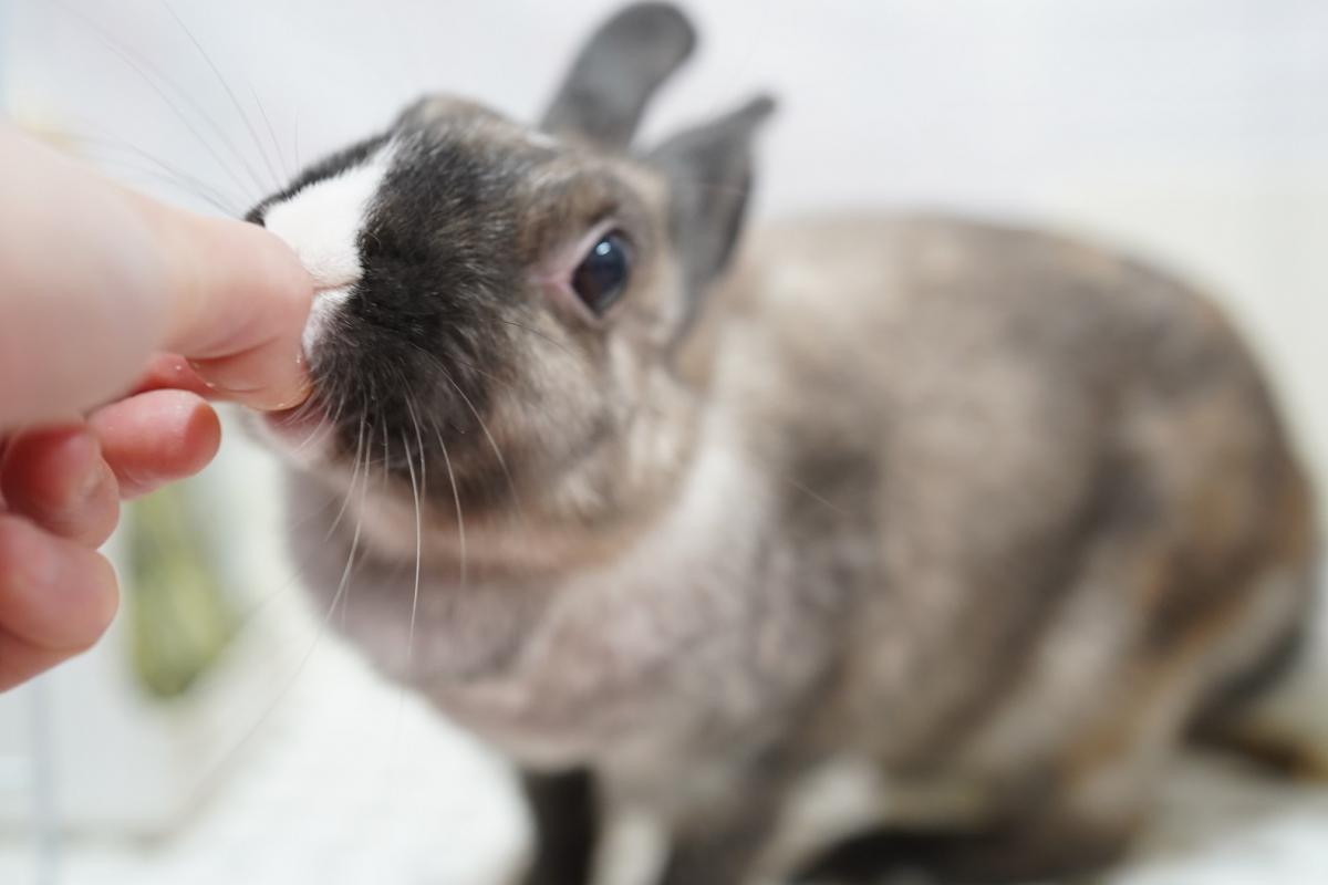 うさぎの画像1