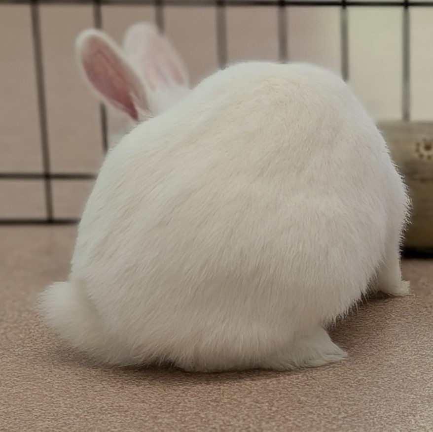 ミルクアイコン