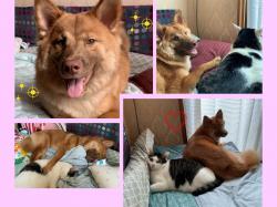 譲渡後の犬の写真6
