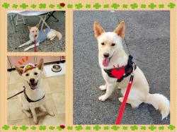 譲渡後の犬の写真7
