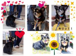 譲渡後の犬の写真5