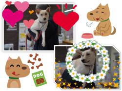 譲渡後の犬の写真4