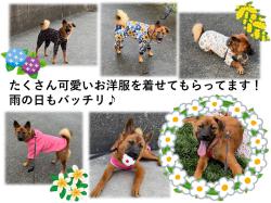 譲渡後の犬の写真3