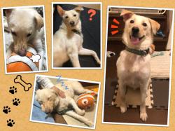 譲渡後の犬の写真1