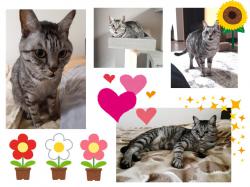 譲渡後の猫の様子8
