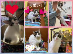 譲渡後の猫の様子1