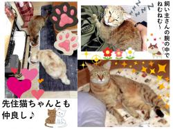 譲渡後の猫の様子4