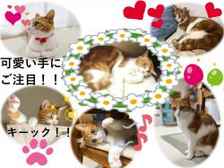 譲渡後の猫の様子3