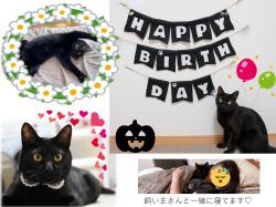 譲渡後の猫の様子5