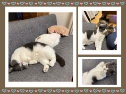 譲渡後の猫の様子10