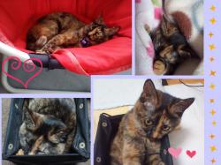譲渡後の猫の様子9