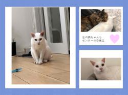譲渡後の猫の様子12